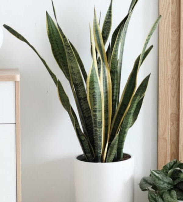 Space solutions and small apartment ideas